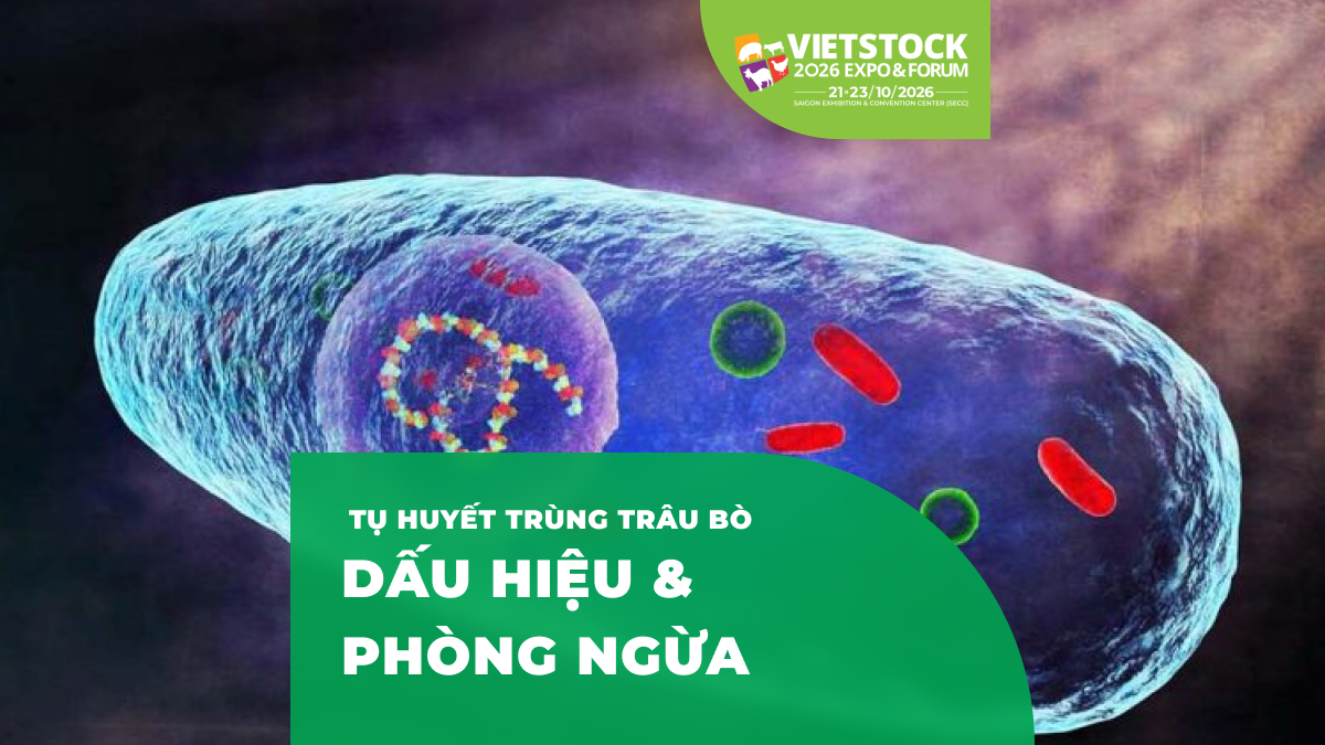 Bệnh Tụ Huyết Trùng Trâu Bò 2026: Dấu Hiệu, Nguyên Nhân và Cách Phòng Ngừa